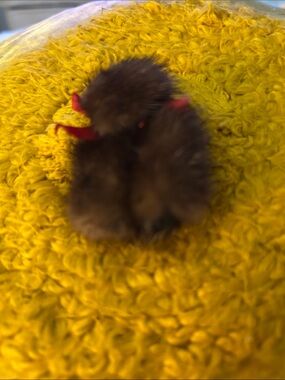 Purchased at an estate sale. Small genuine mink pin